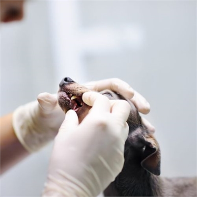 Veterinary Dental Care - Dog Dental Care & Teeth Cleaning Professionals in Mt Pleasant SC