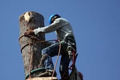 Tree Removal Lancaster