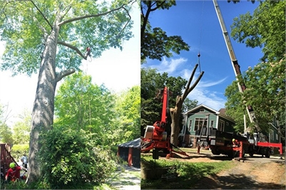 Affordable Tree Removal Services Roswell GA