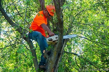Tree Services Pembroke Pines