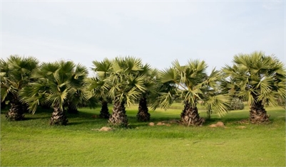 Palm Tree Depot