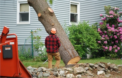 Tree maintenance and removal services