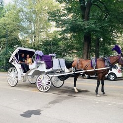  Central Park Carriage Rides