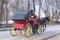 Central Park Carriages Kelly Byrne