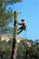 Shore Tree Service Henry Thorn