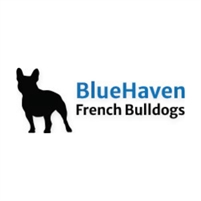Bluehaven French Bulldogs Lacey Max